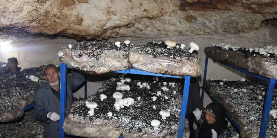 2.000 yıllık mağarayı üretim tesisi yaptı: Her ay 3 ton ürün elde ediyor 3